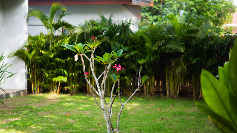 White Orchid Pool House / month