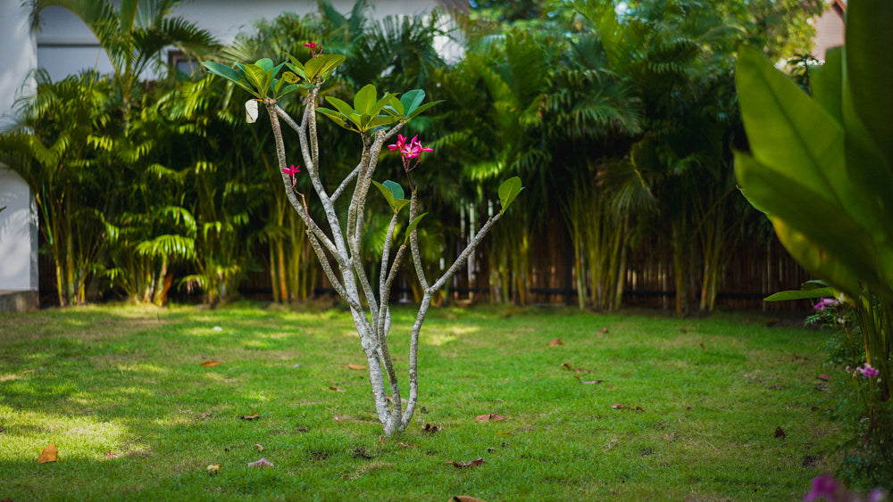 White Orchid Pool House / month