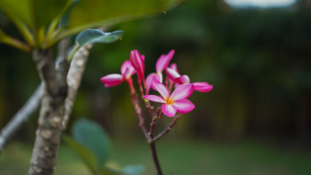 White Orchid Pool House / month