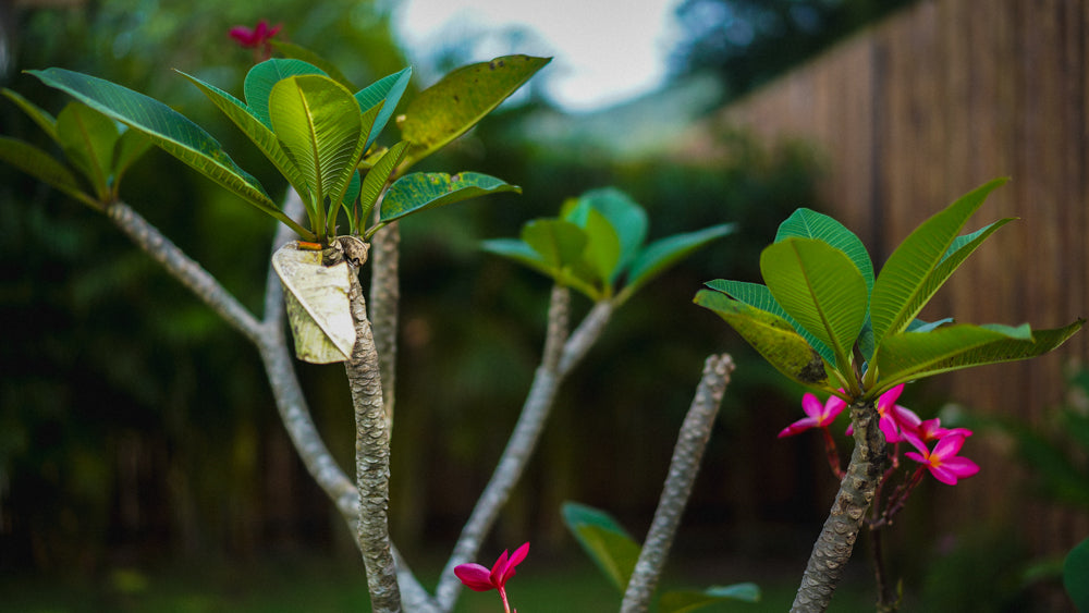 White Orchid Pool House / month