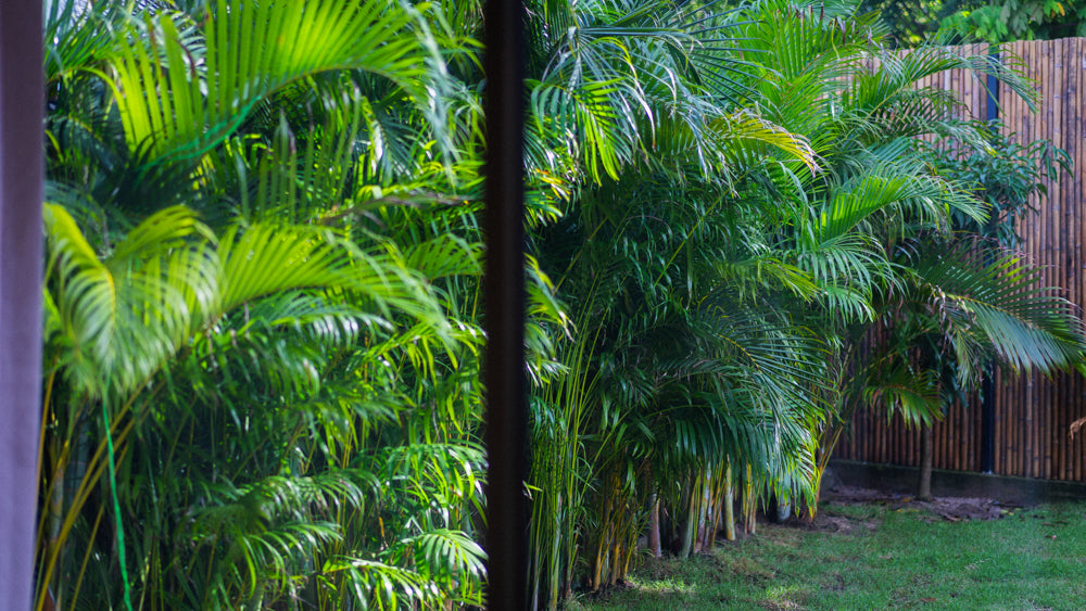 White Orchid Pool House / month