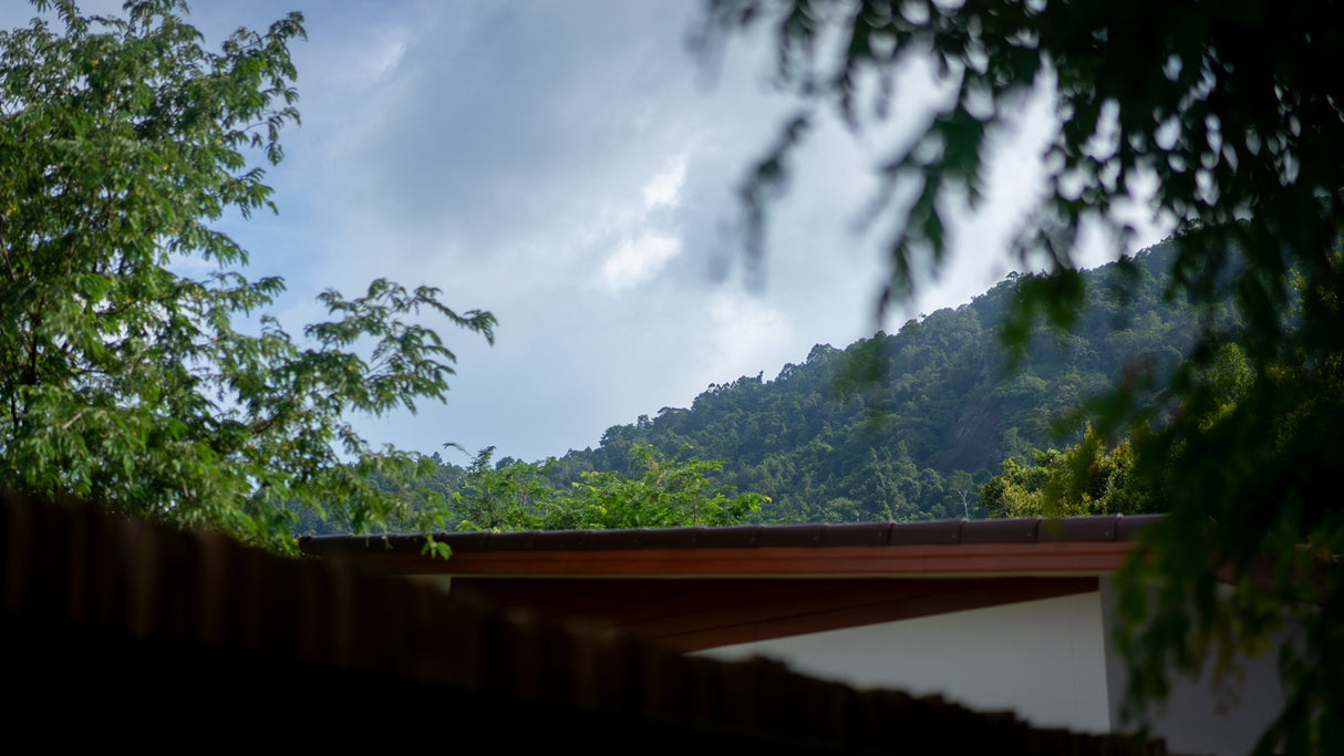 Secret tree pool house / month