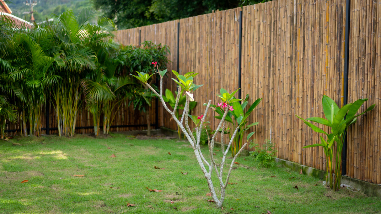 White Orchid Pool House / month